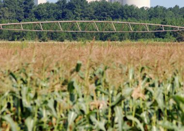 A grain elevator overlooks a rising field of corn